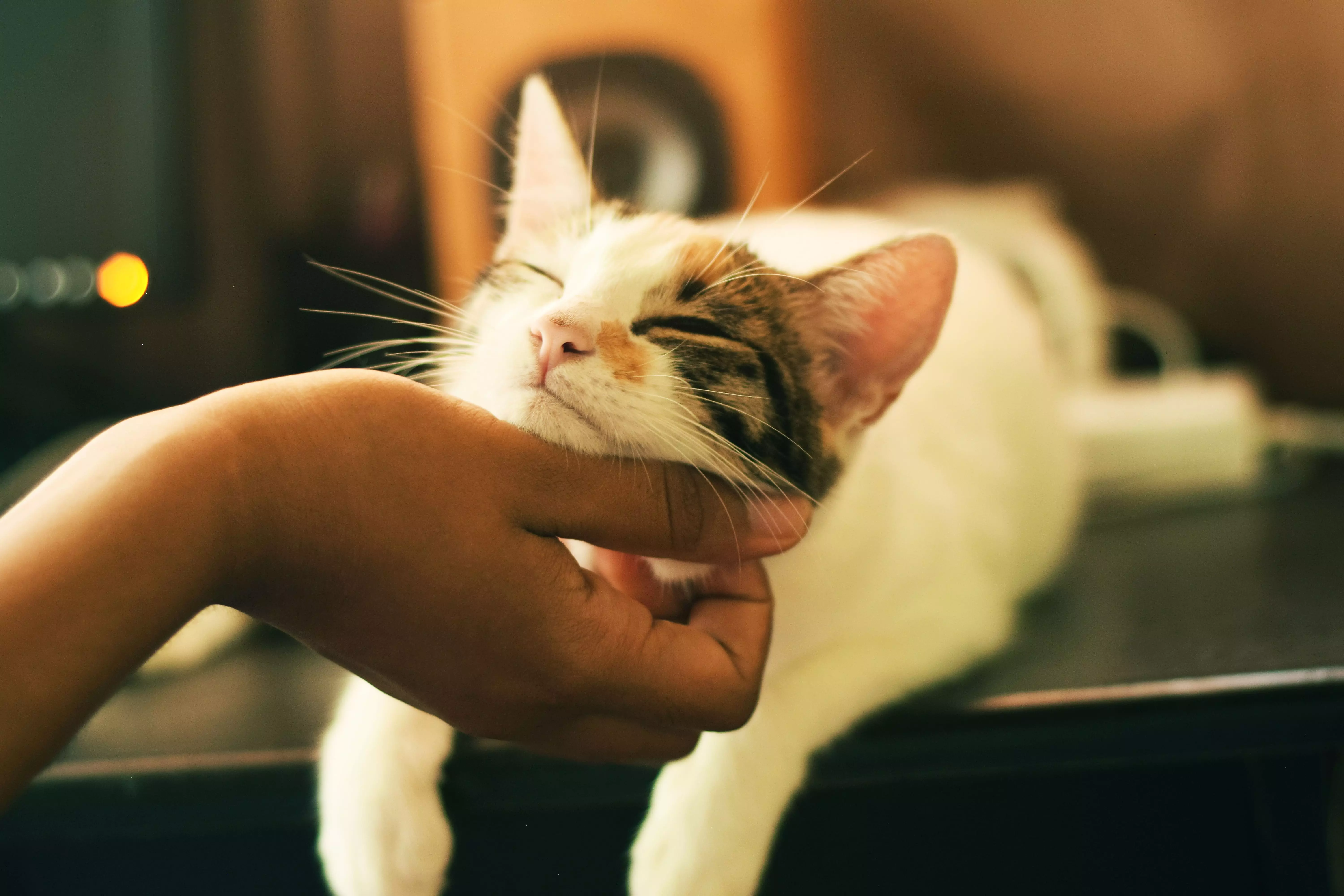 Cat being pet by a human